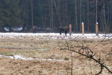 70 ton karmy dla żubrów. Trwa akcja w Puszczy Knyszyńskiej