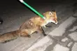 Ranny lis przy Domku Napoleona. Pomógł Eko-patrol