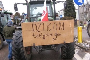 Rolnicy otrzymają pieniądze za straty wyrządzone przez dziki
