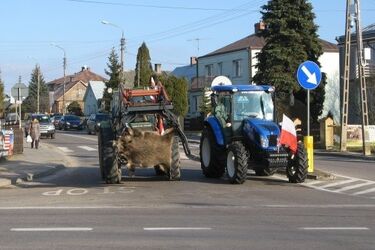 Jest decyzja. 500 dzików do odstrzału