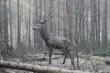 Mógł cierpieć kilka dni. Kolejny jeleń we wnykach