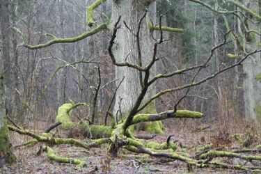 Na Białoruś bez wizy? Tak, do Puszczy Białowieskiej