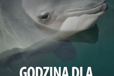 Morświn zawita do Białegostoku. Nietypowa akcja