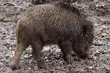 Wkrótce rozpocznie się odstrzał dzików