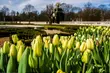 Tysiące wiosennych kwiatów pojawi się w białostockich parkach i wzdłuż ulic