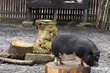 Akcent ZOO. Za dużo świnek wietnamskich, za mało owadów