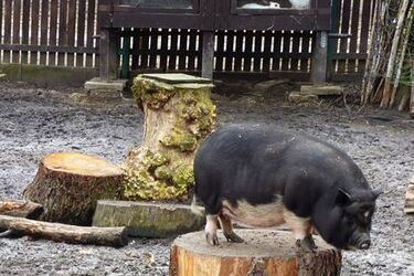 Akcent ZOO. Za dużo świnek wietnamskich, za mało owadów