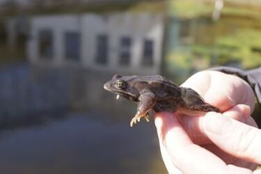 Żaby opanowały uniwersytecki kampus. Biolodzy zachwyceni