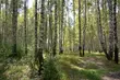Piknik rodzinny. Spróbuj soku z brzozy