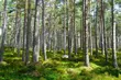 Były dyrektor Białowieskiego Parku Narodowego skazany