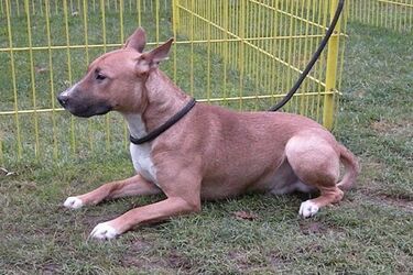 Reks - na zdrowie! Akcja w białostockim schronisku