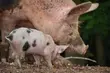 ASF. Część podlaskich rolników rezygnuje z hodowli świń