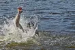 Wędkarz wpadł do wody. Strażnicy graniczni uratowali 74-latka