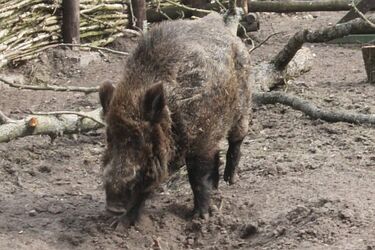 Afrykański pomór świń. Wypłacono już ponad 6 mln zł odszkodowań