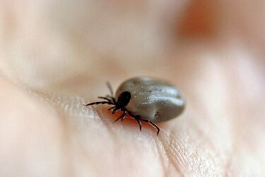 Uwaga na kleszcze. Przenoszą groźne choroby