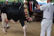 Rozpoczęła się XXII Regionalna Wystawa Zwierząt Hodowlanych