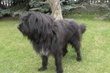 Akcja białostockiego schroniska. Przygarnij psa za złotówkę