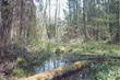 Polscy i amerykańscy naukowcy będą badali Puszczę Białowieską
