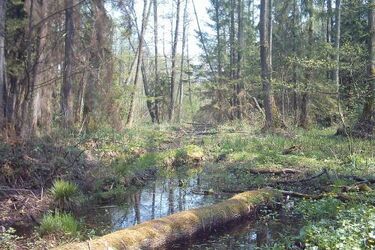 Polscy i amerykańscy naukowcy będą badali Puszczę Białowieską
