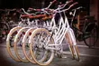 Wakacyjny peleton gwiazd. Białystok i celebryci promują szlak rowerowy Green Velo