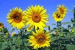 Dziś temperatura będzie nieco niższa