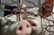 ASF. Działania były nieadekwatne do skali zagrożenia