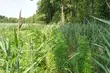 Zlikwidowano największą w tym roku leśną plantację konopi na Podlasiu