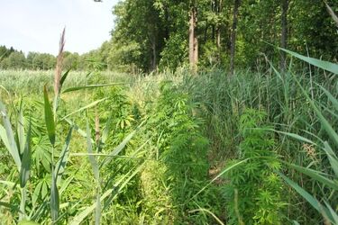 Zlikwidowano największą w tym roku leśną plantację konopi na Podlasiu