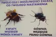 Dwie twarze: Nie bądź muchą! [FELIETON]