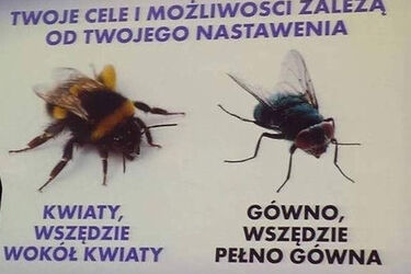 Dwie twarze: Nie bądź muchą! [FELIETON]