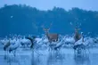 Fotografia dzikiej przyrody. Najlepsze prace z całego świata