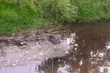 W Białce kąpał się młody bóbr