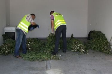 200 krzaków konopi indyjskich i ponad 1 kg suszu w domu. Jedna osoba zatrzymana