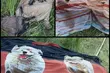 Policja pokazuje, w co owinięty był noworodek znaleziony w stawie