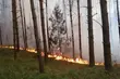 Groźne pożary w lasach. Czy będą wprowadzone zakazy wstępu?