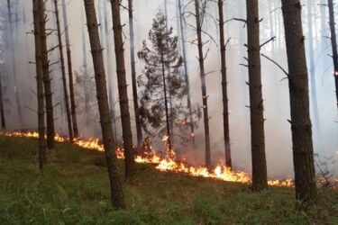 Groźne pożary w lasach. Czy będą wprowadzone zakazy wstępu?