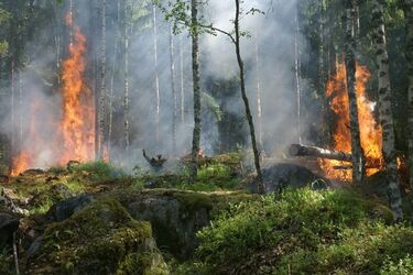 Duży pożar lasu. W akcji gaszenia użyto samolotu