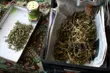 Profesjonalna plantacja marihuany zlikwidowana. Mogła należeć do pseudokibiców