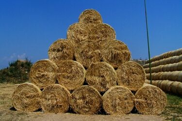 Ukradli rolnikowi z sąsiedztwa ponad 50 bel siana