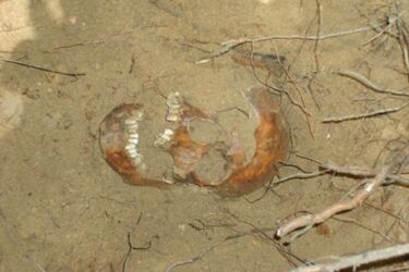 Wydobyto szczątki dzieci, medalik, różaniec. Trwają ekshumacje przy ul. Kopernika