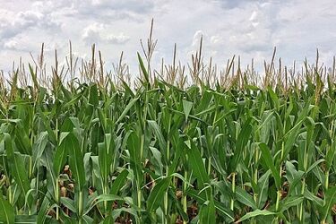 Podlaski Dzień Kukurydzy w Szepietowie