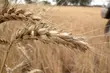 Dożynki Gminne w Gródku. Gwiazdą imprezy będą Prymaki