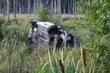 Łoś wbiegł pod koła samochodu. Kobieta została ranna