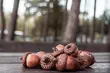 Ruszyła akcja zbierania żołędzi. Potrzebne są zwierzętom z białostockiego ZOO