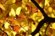 W poniedziałek ponad 10°C i przejaśnienia
