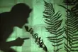 Szeptuchy, nadprzyrodzony dar i uzdrawianie ziołami. Premiera w Teatrze Wierszalin
