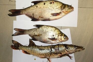 Zamiast kupić ryby na Wigilię, woleli kłusować