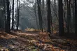 Zwłoki odkryły leśne zwierzęta. 4 zabójców zatrzymanych
