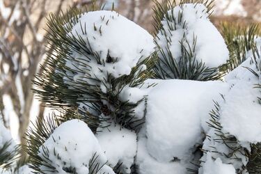Synoptycy zapowiadają opady śniegu