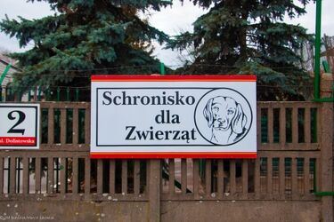 Miasto szuka chętnych do prowadzenia pogotowia dla zwierząt
